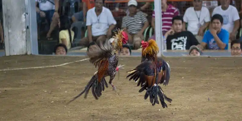 Đá Gà Cựa Dao 